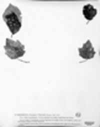 Hendersonia vulgaris image
